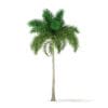 Foxtail Palm Tree 3D Model 9.8m (11028) - Image 3