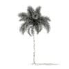 Foxtail Palm Tree 3D Model 9.8m (11028) - Image 4
