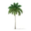 Foxtail Palm Tree 3D Model 9.8m (11028) - Image 5