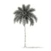 Foxtail Palm Tree 3D Model 9.8m (11028) - Image 6