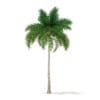 Foxtail Palm Tree 3D Model 9.8m (11028) - Image 7