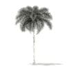 Foxtail Palm Tree 3D Model 7.4m (11029) - Image 2