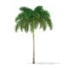 Foxtail Palm Tree 3D Model 7.4m (11029) - Image 3