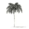 Foxtail Palm Tree 3D Model 7.4m (11029) - Image 4