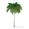 Foxtail Palm Tree 3D Model 7.4m (11029) - Image 5