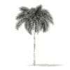 Foxtail Palm Tree 3D Model 7.4m (11029) - Image 6