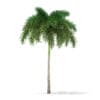 Foxtail Palm Tree 3D Model 7.4m (11029) - Image 7
