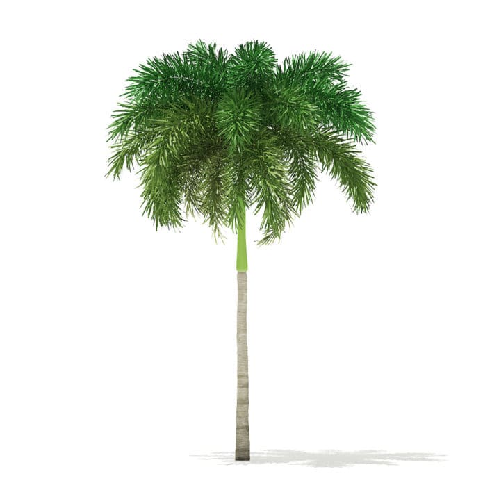 Foxtail Palm Tree 3D Model 7.4m
