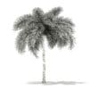 Foxtail Palm Tree 3D Model 6.2m (11030) - Image 2
