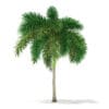 Foxtail Palm Tree 3D Model 6.2m (11030) - Image 3