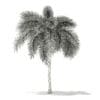 Foxtail Palm Tree 3D Model 6.2m (11030) - Image 4