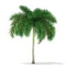 Foxtail Palm Tree 3D Model 6.2m (11030) - Image 5