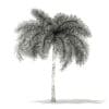 Foxtail Palm Tree 3D Model 6.2m (11030) - Image 6