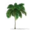 Foxtail Palm Tree 3D Model 6.2m (11030) - Image 7