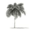Foxtail Palm Tree 3D Model 6.2m (11030) - Image 8