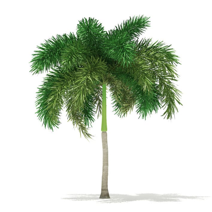 Foxtail Palm Tree 3D Model 6.2m