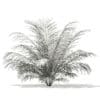 Golden Cane Palm Tree 3D Model 2.3m (11031) - Image 2