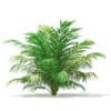 Golden Cane Palm Tree 3D Model 2.3m (11031) - Image 3