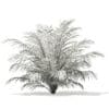 Golden Cane Palm Tree 3D Model 2.3m (11031) - Image 4