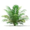 Golden Cane Palm Tree 3D Model 2.3m (11031) - Image 5
