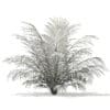 Golden Cane Palm Tree 3D Model 2.3m (11031) - Image 6