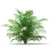 Golden Cane Palm Tree 3D Model 2.3m (11031) - Image 7