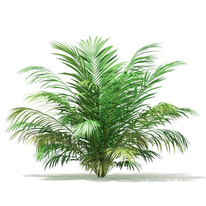 Golden Cane Palm Tree 3D Model 2.3m