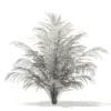 Golden Cane Palm Tree 3D Model 2.5m (11032) - Image 2