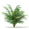 Golden Cane Palm Tree 3D Model 2.5m (11032) - Image 3