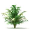 Golden Cane Palm Tree 3D Model 2.5m (11032) - Image 4
