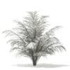 Golden Cane Palm Tree 3D Model 2.5m (11032) - Image 5