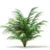 Golden Cane Palm Tree 3D Model 2.5m (11032) - Image 6