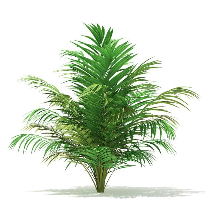 Golden Cane Palm Tree 3D Model 2.5m