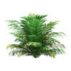 Golden Cane Palm Tree 3D Model 2.7m (11034) - Image 3