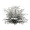 Golden Cane Palm Tree 3D Model 2.7m (11034) - Image 4