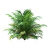 Golden Cane Palm Tree 3D Model 2.7m (11034) - Image 5