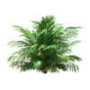Golden Cane Palm Tree 3D Model 2.7m (11034) - Image 7