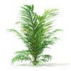 Golden Cane Palm Tree 3D Model 2.1m (1135) - Image 5