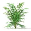 Golden Cane Palm Tree 3D Model 2.1m (1135) - Image 7