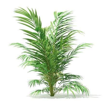 Golden Cane Palm Tree 3D Model 2.1m