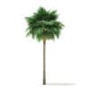 Sabal Palm Tree 3D Model 10.8m (11036) - Image 3