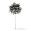 Sabal Palm Tree 3D Model 10.8m (11036) - Image 4