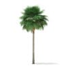 Sabal Palm Tree 3D Model 10.8m (11036) - Image 5
