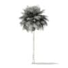 Sabal Palm Tree 3D Model 10.8m (11036) - Image 6