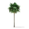Sabal Palm Tree 3D Model 10.8m (11036) - Image 7