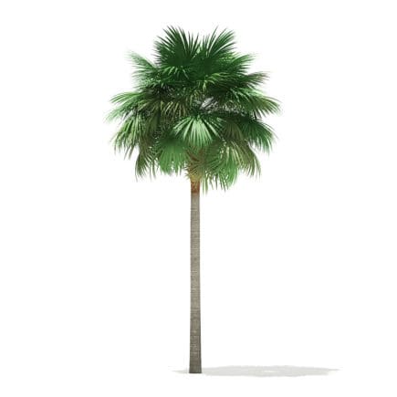 Sabal Palm Tree 3D Model 10.8m