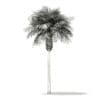 Sabal Palm Tree 3D Model 9.2m (11037) - Image 2