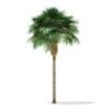 Sabal Palm Tree 3D Model 9.2m (11037) - Image 3