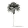 Sabal Palm Tree 3D Model 9.2m (11037) - Image 4