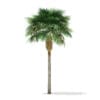 Sabal Palm Tree 3D Model 9.2m (11037) - Image 5